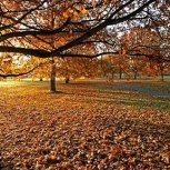 Folded Wing's Anticipated Autumn Albums